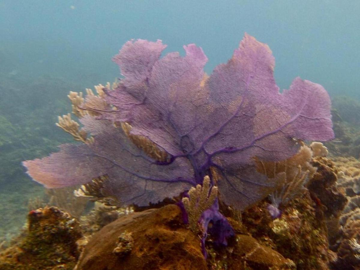 Victoria S Beach House And Snorkeling Center Flowers Bay エクステリア 写真