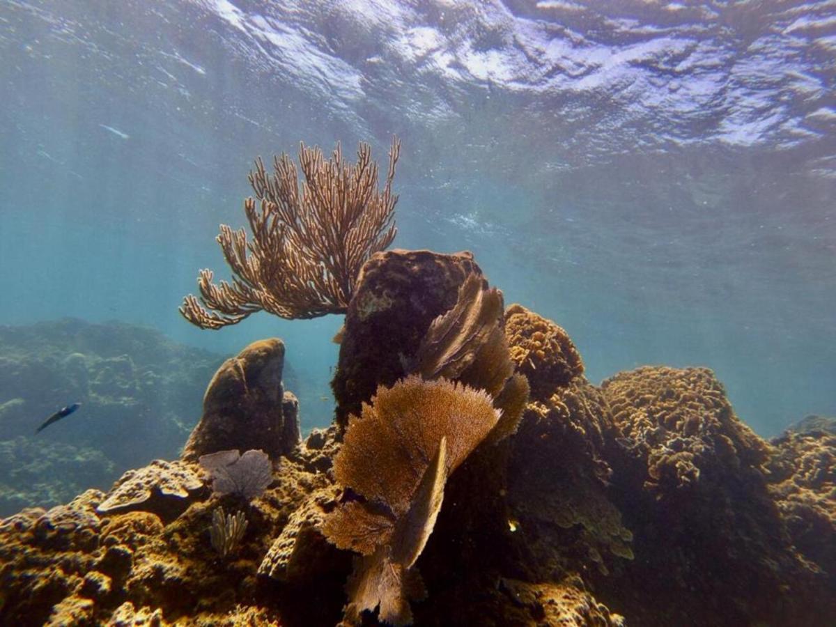 Victoria S Beach House And Snorkeling Center Flowers Bay エクステリア 写真