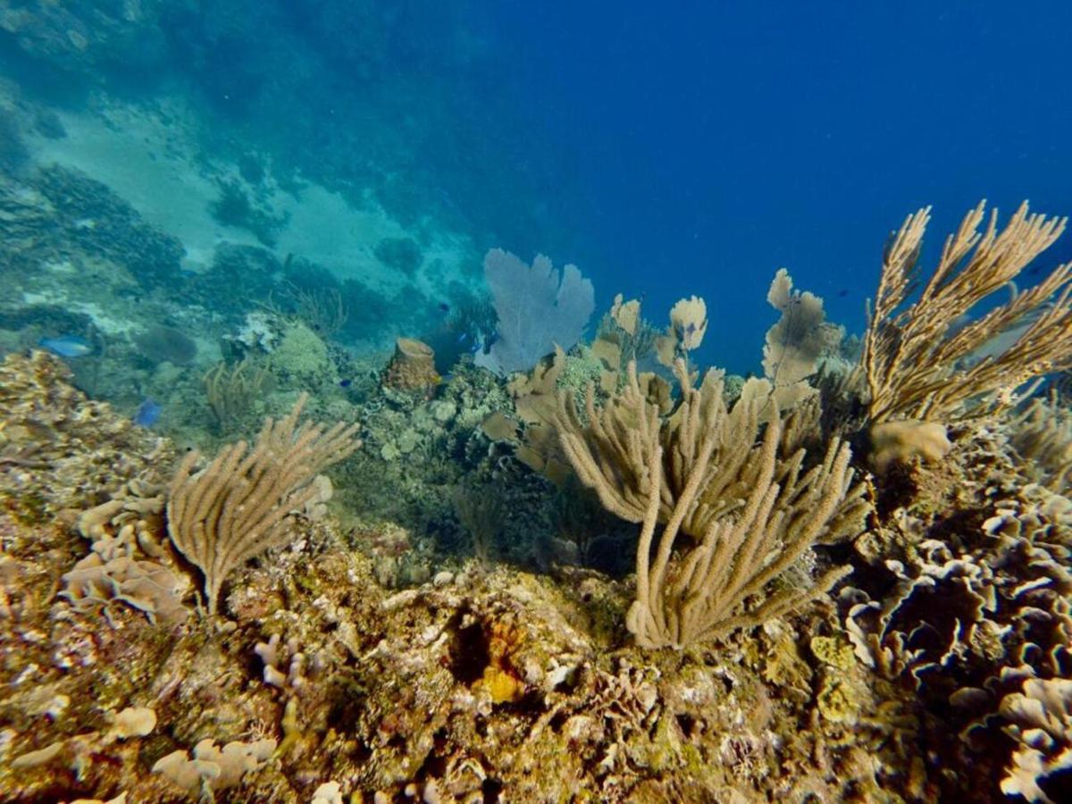 Victoria S Beach House And Snorkeling Center Flowers Bay エクステリア 写真