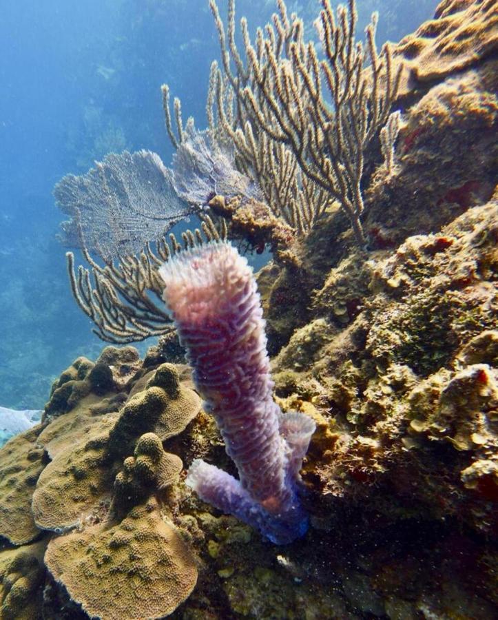 Victoria S Beach House And Snorkeling Center Flowers Bay エクステリア 写真