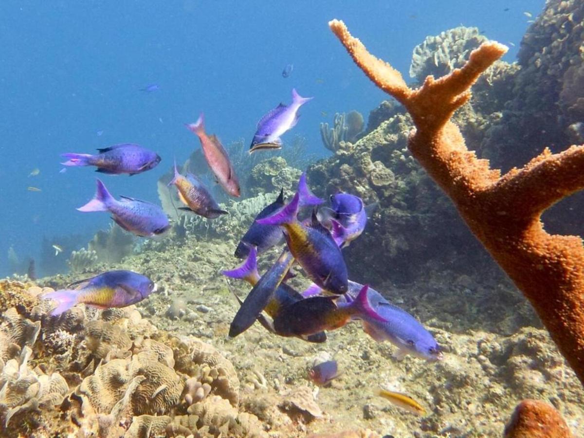 Victoria S Beach House And Snorkeling Center Flowers Bay エクステリア 写真