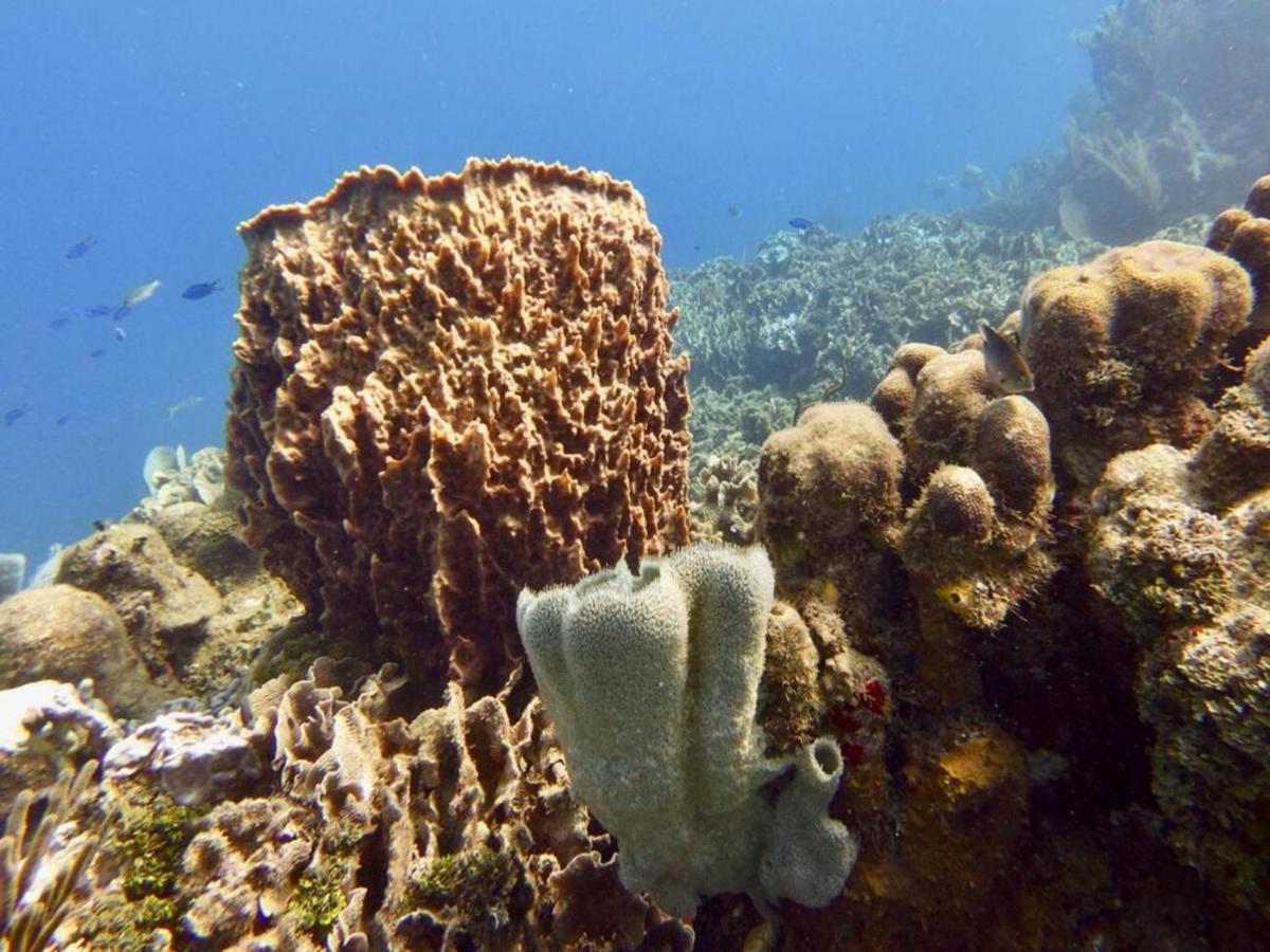 Victoria S Beach House And Snorkeling Center Flowers Bay エクステリア 写真