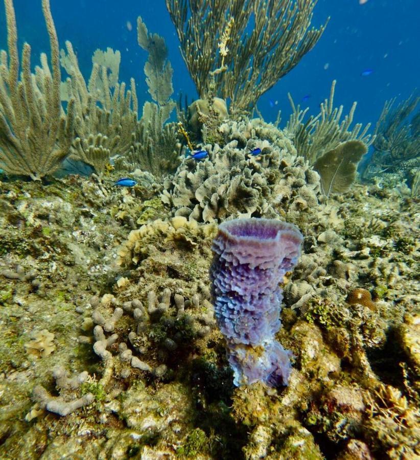 Victoria S Beach House And Snorkeling Center Flowers Bay エクステリア 写真