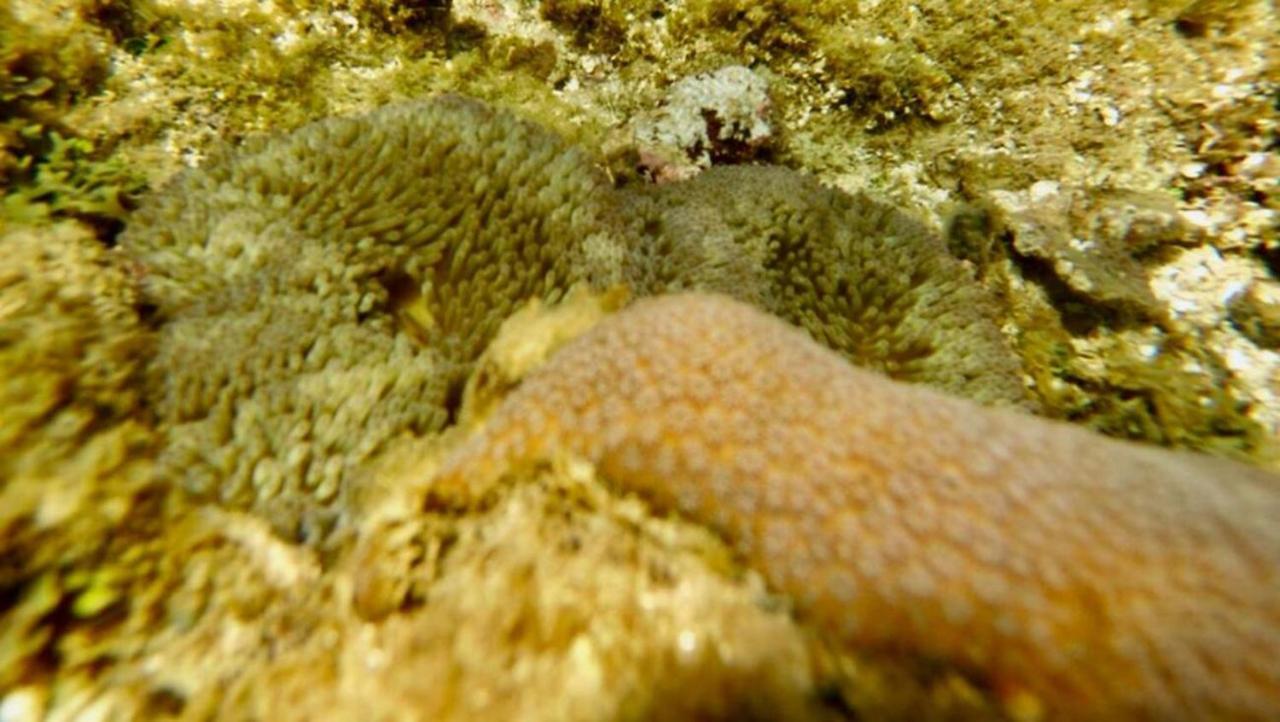 Victoria S Beach House And Snorkeling Center Flowers Bay エクステリア 写真