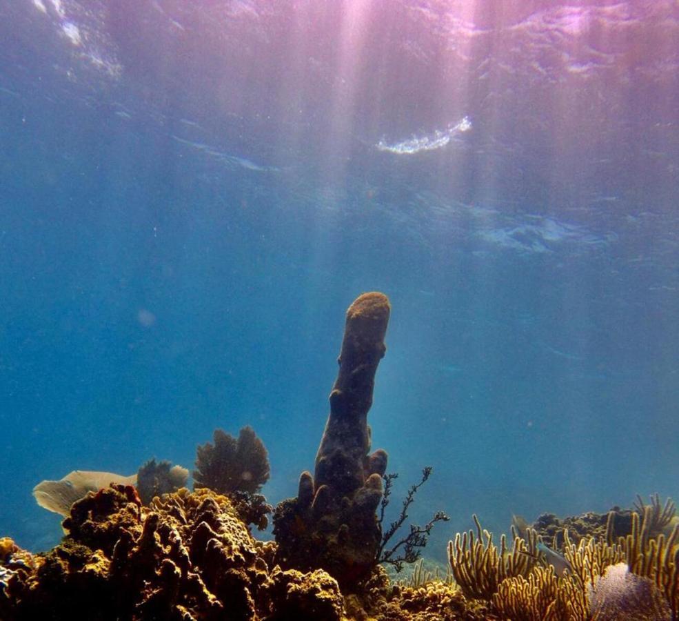 Victoria S Beach House And Snorkeling Center Flowers Bay エクステリア 写真