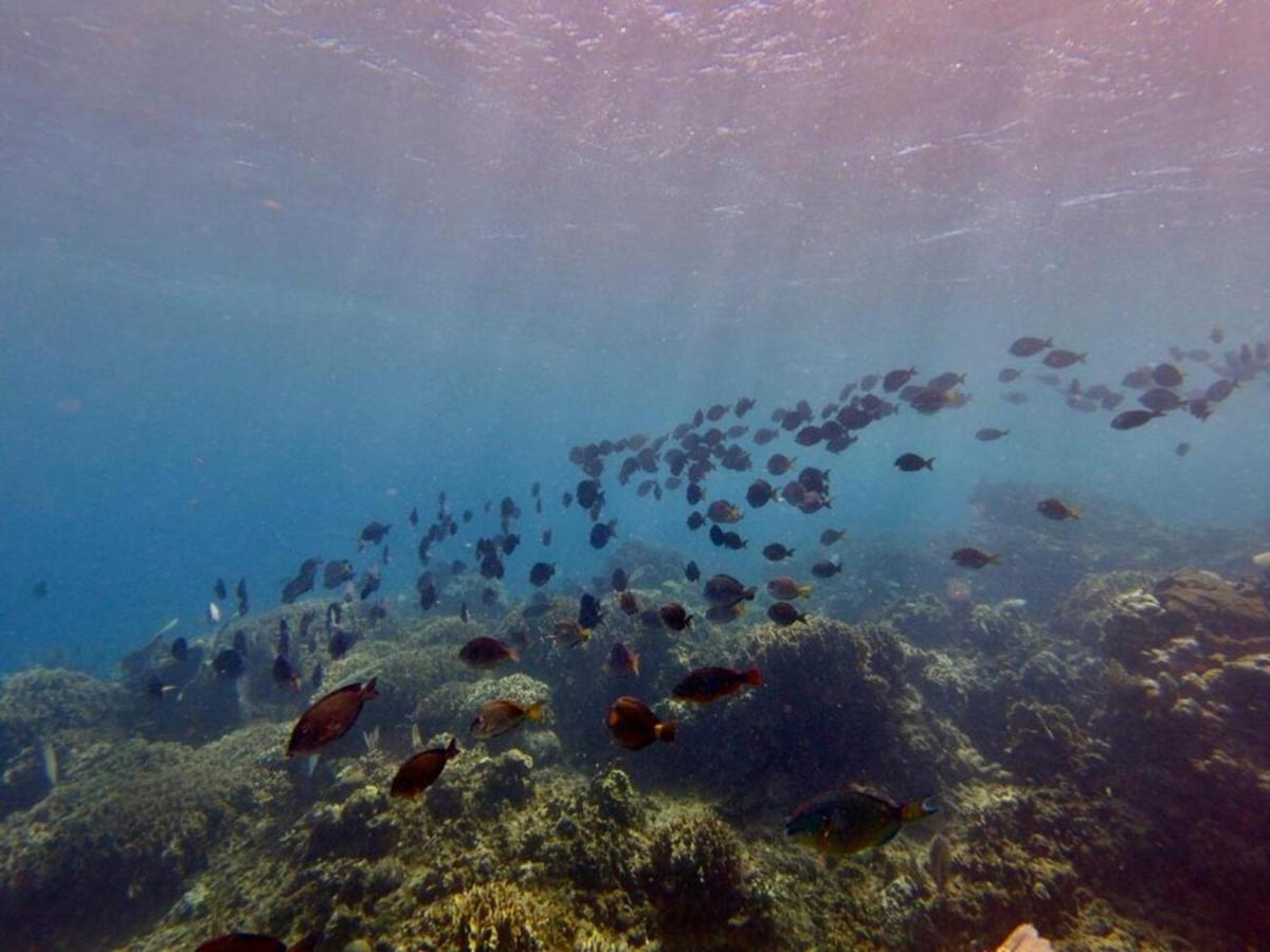 Victoria S Beach House And Snorkeling Center Flowers Bay エクステリア 写真